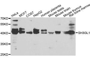 Western blot analysis of extracts of various cell lines, using SH3GL1 antibody. (SH3GL1 antibody)
