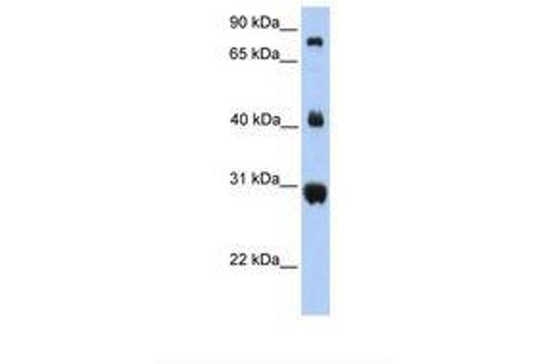FIBCD1 antibody  (AA 362-411)
