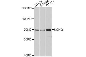 Western blot analysis of extracts of various cell lines, using KCNQ1 antibody (ABIN5971201) at 1/1000 dilution. (KCNQ1 antibody)