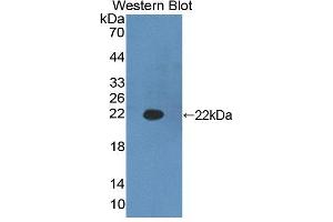 Figure. (HADH antibody  (AA 1-167))