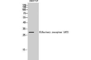 Western Blotting (WB) image for anti-Olfactory Receptor, Family 10, Subfamily T, Member 2 (OR10T2) (C-Term) antibody (ABIN3176475) (OR10T2 antibody  (C-Term))