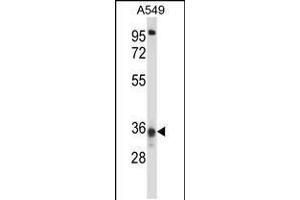 Western blot analysis in A549 cell line lysates (35ug/lane). (CCDC50 antibody  (AA 86-114))