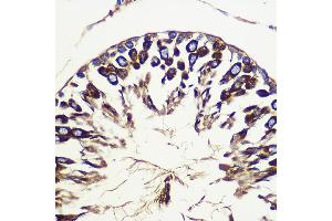 Immunohistochemistry of paraffin-embedded Rat testis using  Rabbit pAb (ABIN6133192, ABIN6137243, ABIN6137244 and ABIN6223255) at dilution of 1:100 (40x lens). (ATG10 antibody  (AA 1-220))