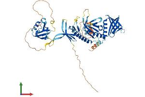 AlphaFold protein structure predicition of Mouse Recombinant Sntg2 Protein, UniprotID Q925E0 (SNTG2 Protein (AA 1-539) (His tag))