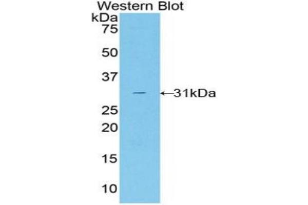 TALDO1 antibody  (AA 35-285)