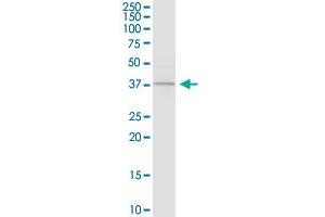 Caspase 4 antibody  (AA 1-377)