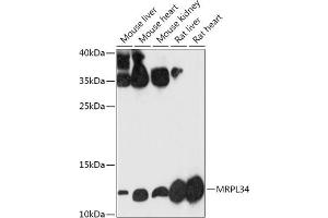 Western blot analysis of extracts of various cell lines, using MRPL34 antibody (ABIN7268568) at 1:1000 dilution. (MRPL34 antibody  (AA 16-92))