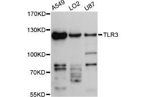 Western blot analysis of extracts of various cell lines, using TLR3 antibody (ABIN4905430) at 1:3000 dilution. (TLR3 antibody)