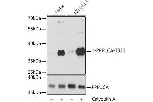 Western blot analysis of extracts of various cell lines, using Phospho-PPP1CA-T320 antibody (ABIN7269674) at 1:2000 dilution or PPP1CA antibody (ABIN6128485, ABIN6146053, ABIN6146054 and ABIN6216107). (PPP1CA antibody  (pThr320))
