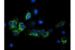 Anti-GATM mouse monoclonal antibody (ABIN2454759) immunofluorescent staining of COS7 cells transiently transfected by pCMV6-ENTRY GATM (RC200474). (GATM antibody)