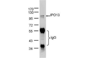 Immunoprecipitation (IP) image for anti-Importin 13 (IPO13) (C-Term) antibody (ABIN2856550)