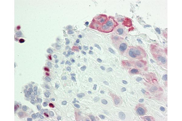 IGSF5 antibody  (AA 1-30)