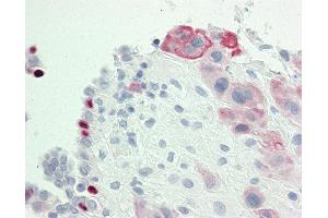 Anti-IGSF5 / JAM4 antibody IHC staining of human placenta. (IGSF5 antibody  (AA 1-30))