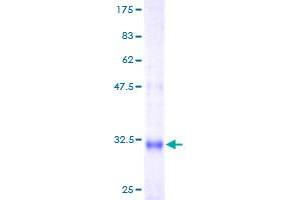 Image no. 1 for CD24 Molecule (CD24) (AA 28-80) protein (GST tag) (ABIN1326575)