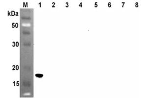 Western blot analysis using anti-ANGPTL4 (CCD) (human), mAb (Kairos4-153AD)  at 1:500 dilution. (ANGPTL4 antibody  (Coiled coil domain))