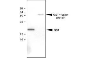 Western blot analysis of recombinant GST (28 kDa) and GST - fusion protein (61 kDa) were resolved by SDS - PAGE , transferred to PVDF membrane and probed with GST monoclonal antibody, clone 1E5 (1 : 1000)  . (GST antibody)