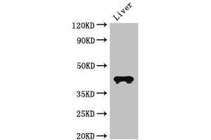 Western Blot Positive WB detected in: Mouse liver tissue All lanes: CCR3 antibody at 3 μg/mL Secondary Goat polyclonal to rabbit IgG at 1/50000 dilution predicted band size: 42, 44 kDa observed band size: 42 kDa (CCR3 antibody  (AA 306-355))