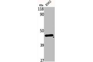 Western Blot analysis of K562 cells using DHS Polyclonal Antibody (DHPS antibody  (Internal Region))