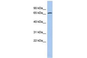 Image no. 1 for anti-Protein Disulfide Isomerase Family A, Member 4 (PDIA4) (AA 35-84) antibody (ABIN6743425) (PDIA4 antibody  (AA 35-84))