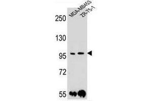 PCDH1 Antibody (N-term) western blot analysis in MDA-MB453,ZR-75-1 cell line lysates (35µg/lane). (Protocadherin 1 antibody  (N-Term))