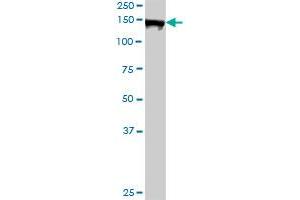 AFF4 MaxPab rabbit polyclonal antibody. (AFF4 antibody  (AA 1-365))