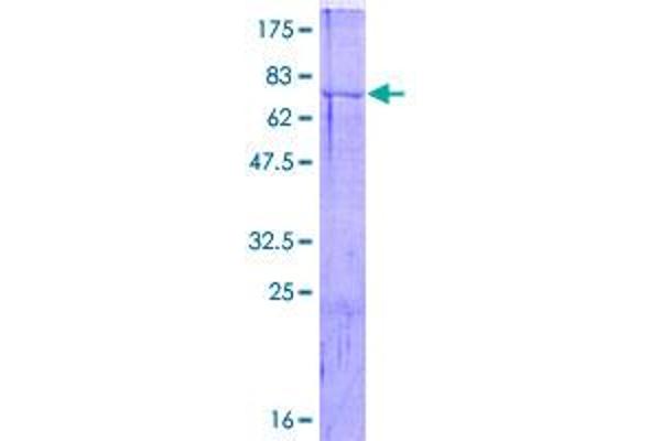 CDC20 Protein (AA 1-499) (GST tag)