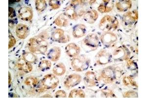 Human stomach tissue was stained by Rabbit Anti-Xenin 25 (Human) Antibody (Xenin 25 antibody)