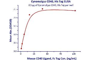 Measured by its binding ability in a functional ELISA.