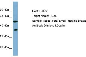 Host: RabbitTarget Name: FDXRAntibody Dilution: 1. (Ferredoxin Reductase antibody  (N-Term))