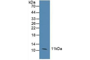 Western blot analysis of Human HeLa cells. (MRP1 antibody  (AA 21-115))