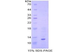 SDS-PAGE (SDS) image for Bone Morphogenetic Protein 7 (BMP7) (AA 293-431) protein (His tag) (ABIN2120667)