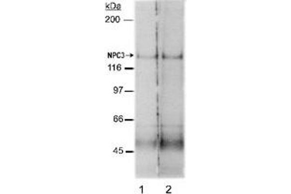 NPC1L1 antibody  (AA 500-600)