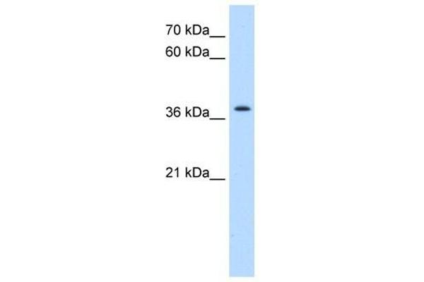 TMEM30A antibody  (N-Term)