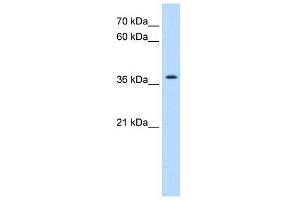 TMEM30A antibody used at 0.