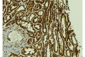 ABIN6267123 at 1/100 staining Mouse kidney tissue by IHC-P. (ErbB2/Her2 antibody  (pTyr1221, pTyr1222))