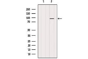 Western blot analysis of extracts from VERO, using MGH1/2 Antibody. (MGH1/2 antibody)