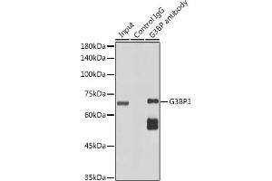 Immunoprecipitation analysis of 300 μg extracts of HeLa cells using 3 μg G3BP11 antibody (ABIN1683144, ABIN7101598, ABIN7101599 and ABIN7101600). (G3BP1 antibody)