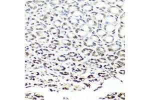 Immunohistochemistry of paraffin-embedded mouse stomach using NUMA1 antibody. (NUMA1 antibody)