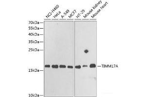 Western blot analysis of extracts of various cell lines using TIMM17A Polyclonal Antibody at dilution of 1:1000.