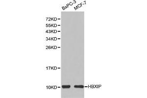 Western blot analysis of extracts of BxPC-3 and MCF-7 cells, using HBXIP(LAMTOR5) antibody. (HBXIP antibody)