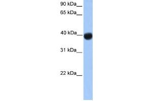 WB Suggested Anti-SSBP4 Antibody Titration:  0. (SSBP4 antibody  (N-Term))