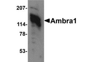 Western Blotting (WB) image for anti-Autophagy/beclin-1 Regulator 1 (AMBRA1) (C-Term) antibody (ABIN1030234) (AMBRA1 antibody  (C-Term))
