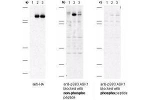 Western blot of anti-pS83 ASK1 antibodies shows specificity for phosphorylated human ASK1. (ASK1 antibody  (pSer83))