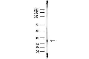 Western blot analysis of lysates from PC12 cells(LPS, 4h treatment), using OR10G7 Antibody at 1/1000 dilution.