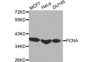 Western blot analysis of extracts of various cell lines, using PCNA antibody. (PCNA antibody  (AA 1-261))