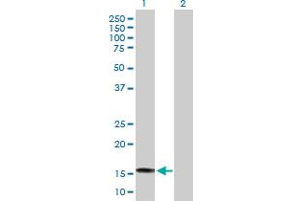 SAT2 antibody  (AA 1-170)