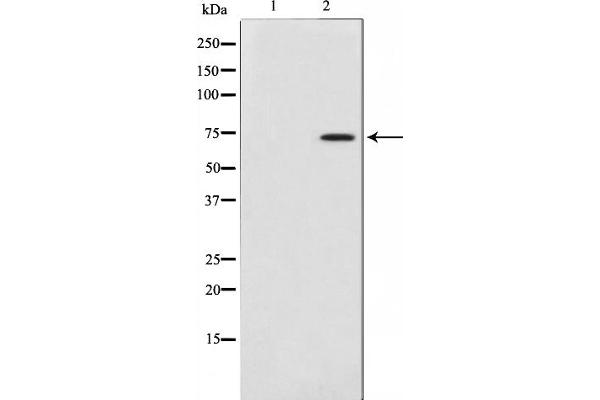 COL13A1 antibody  (C-Term)