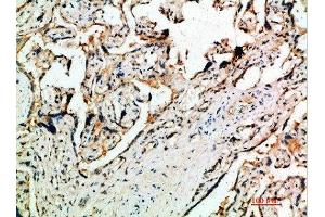 Immunohistochemical analysis of paraffin-embedded human-placenta, antibody was diluted at 1:200 (DDT antibody  (AA 50-90))