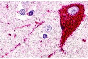 Image no. 1 for anti-G Protein-Coupled Receptor 173 (GPR173) (N-Term) antibody (ABIN1048758) (GPR173 antibody  (N-Term))