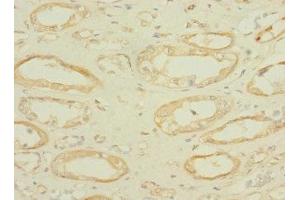 Immunohistochemistry of paraffin-embedded human kidney tissue using ABIN7166580 at dilution of 1:100 (SLC36A2 antibody  (AA 1-58))
